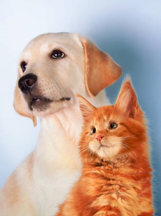 Hund und Katze